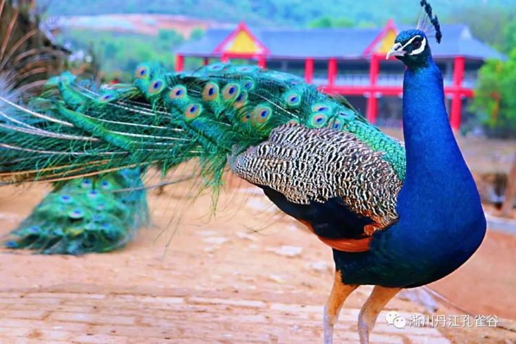 丹江孔雀谷游乐设施免费玩!还有地锅野炊,野生