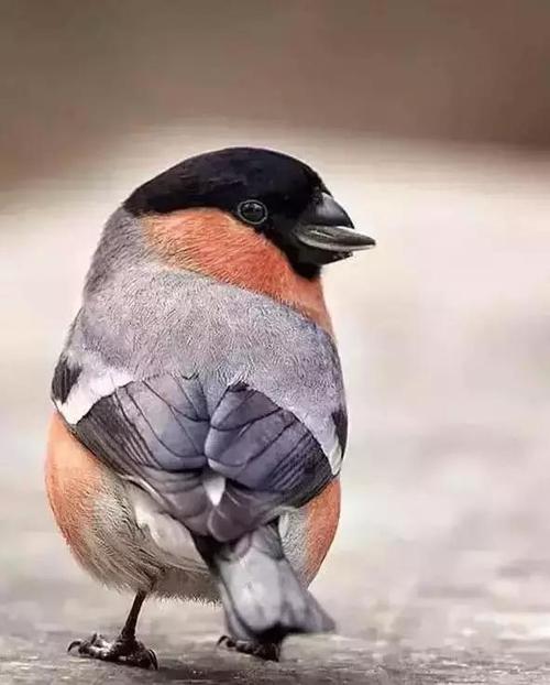 红腹灰雀   在东北地区有很多,这种鸟身体一般呈黑色或者白色(灰色)