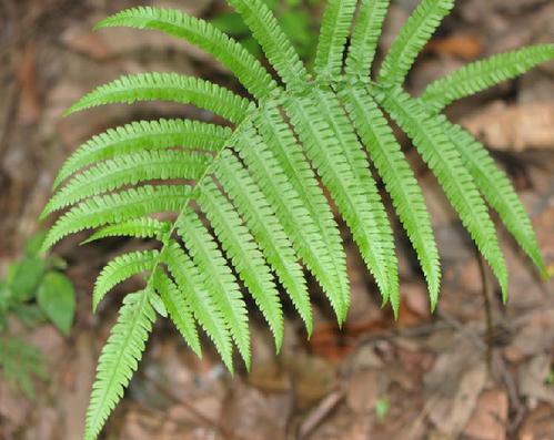 是球盖蕨科下一个属,根状茎直立,粗短,木质,叶簇生,叶柄长,球盖蕨科