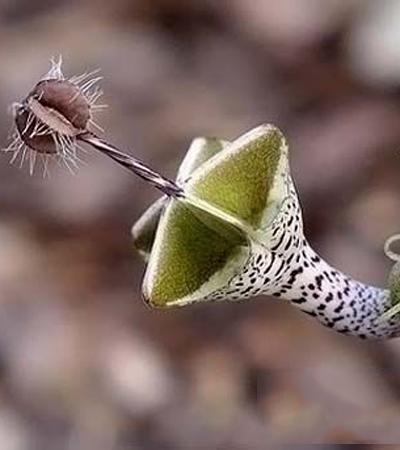 世间10大奇异植物 见识大自然的神奇