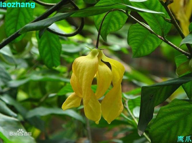 brown;annona uncinata lam.为番荔枝科鹰爪花属植物,产中国浙