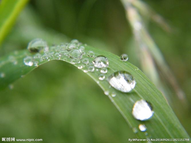 雨后摄影图__花草_生物世界_摄影图库_昵图网nipic.com
