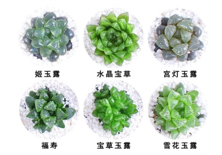 姬玉露,水晶宝草,宫灯玉露,宝草玉露,雪花玉露,青玉露,冰灯玉露,三角