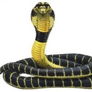 艺高胆大 【艺童星姜老师讲故事】蛇中之王～眼镜蛇  主播: 艺高胆大