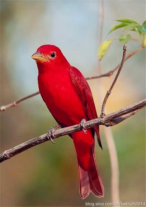 朱红霸鹟 "多彩鸟儿"系列: 紫 鸟 . 绿鸟 .