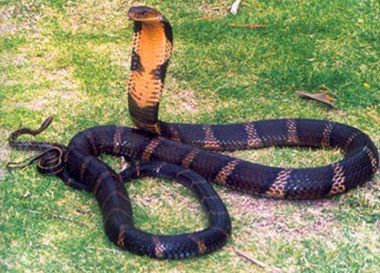 眼镜王蛇(ophiophagus hannah)又称山万蛇,过山峰,大扁颈蛇,大眼镜蛇