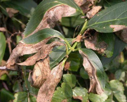 樱花那么美,总有些病菌害虫揶揄她的美貌!