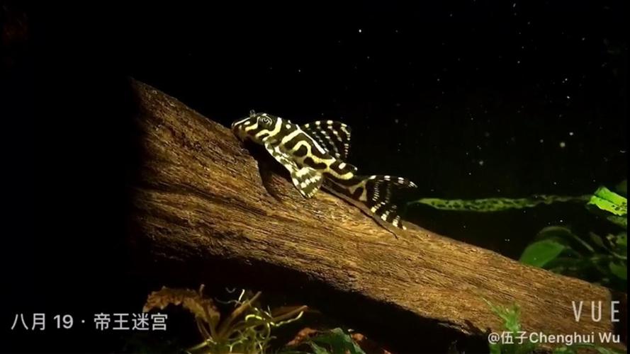 已出封贴转让帝王迷宫l333异型鱼