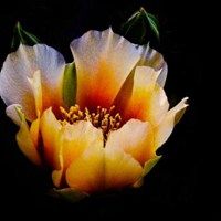 冰山雪莲的头像图片【点击鼠标右键下载】