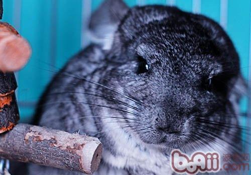 挑选健康龙猫的八个标准|小宠选购-波奇网百科大全