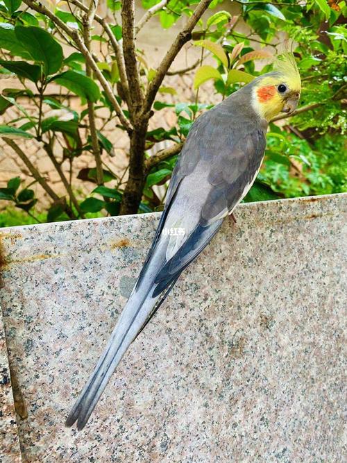 成年原始灰公_鹦鹉_玄凤_玄凤鹦鹉_宠物_宠物其他