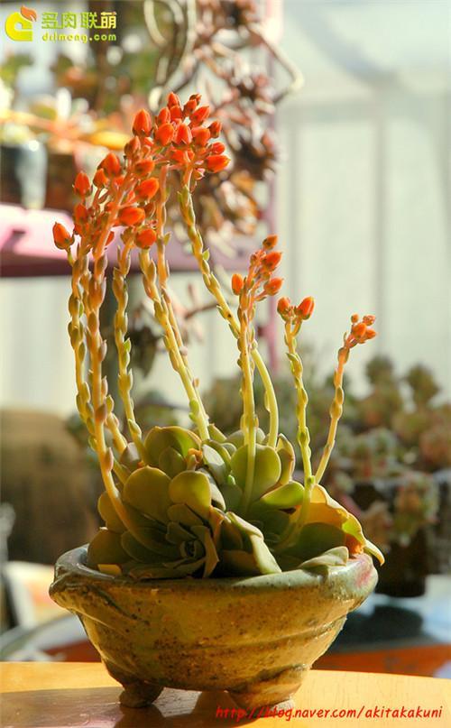 多肉植物夏天为什么会变绿