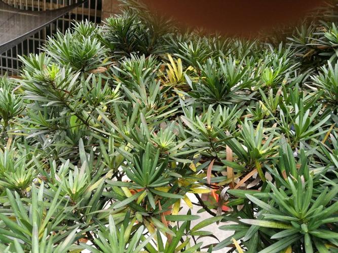 罗汉松树叶发黄掉叶子,帮我来看看,越来越稀疏了