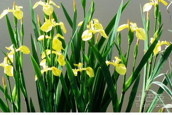 黄菖蒲花语以及作用和功效