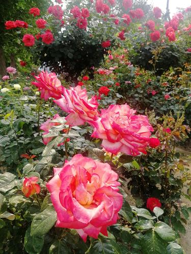 莲花池公园观赏月季花