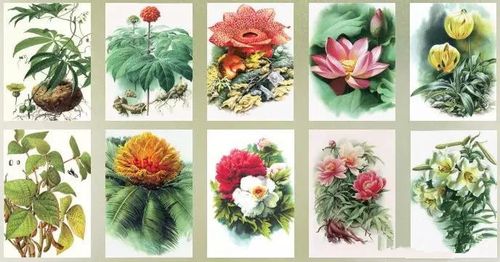 他用45年时间为《中国植物志》画插图,被誉为"绘制中国植物科学画的第