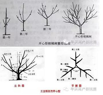 冠核一号核桃树整形与修剪