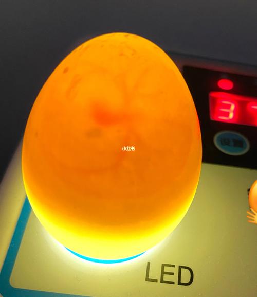 孵化第四天的鸭蛋～_柯尔鸭蛋_宠物_宠物其他