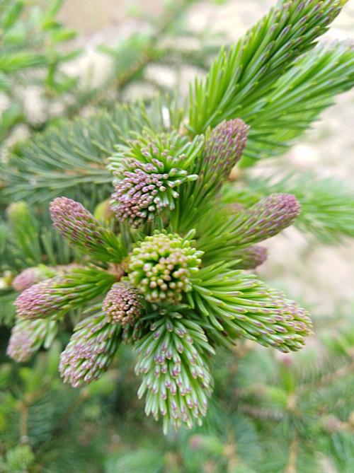 我第一次看到春天的松树开花,也是这么美