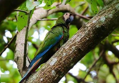 鸟友汇鹦鹉俱乐部栗额金刚鹦鹉具有3个优点一直受人称赞拿大型