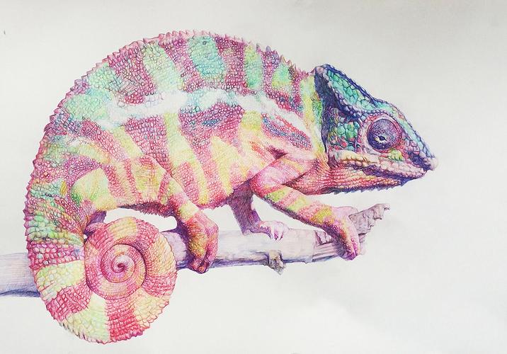 彩铅变色龙