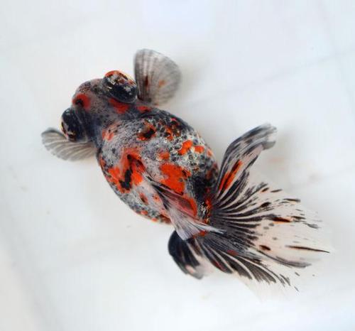 悠游闲适的金鱼 体现着中国人特有的人文情怀