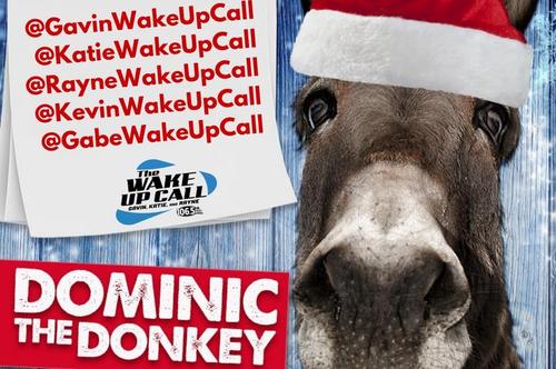 the donkey" for the last time this year: dominic the donkey 12
