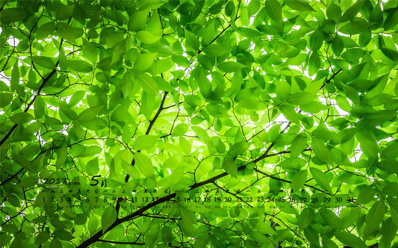 2017年5月茂盛的树叶高清桌面日历壁纸