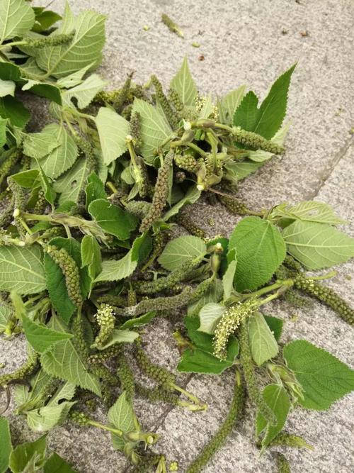 江苏苏州街头两女子爬楮树摘果解馋!只因想念家乡美味
