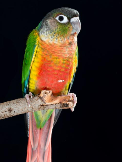 绿颊锥尾鹦鹉|小太阳鹦鹉_鹦鹉_凤梨_胸部_英语_坚果