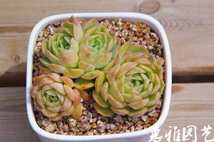 果冻昂斯诺 盎司诺群生 老桩 多肉植物 一物一拍
