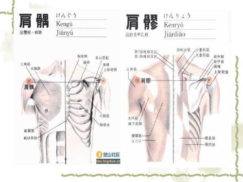 肩部,颈项部,腰背部常用推拿手法ppt