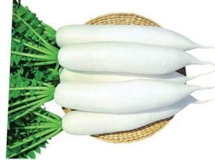 韩国萝卜种子 yr新白玉春萝卜种子 蔬菜种子批发