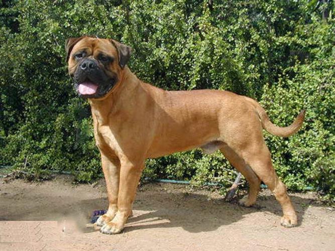 犬中格斗士,凶狠霸道的马士提夫犬