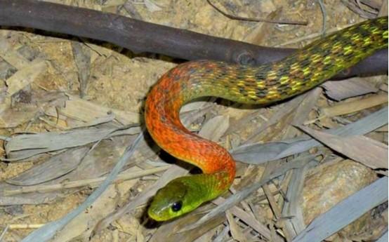 遇到它要小心!云南红河出现剧毒"怪蛇",头部湛蓝满身褐斑