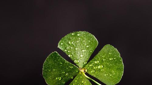 希望四叶草带来好运的图片