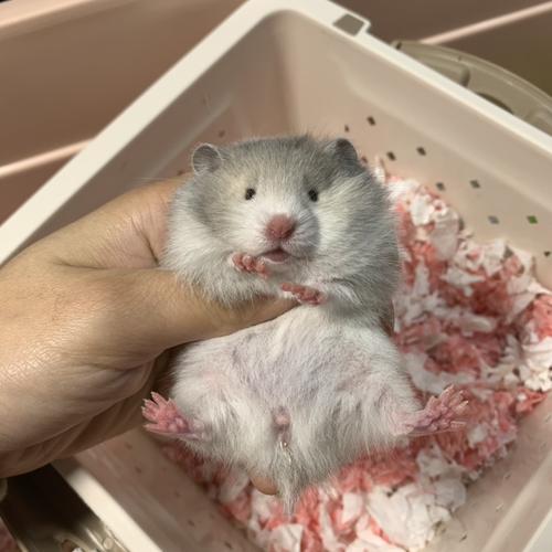 直播专拍1号链接地玲家养长毛金丝熊超浅纯银蜜色黑波利眼线熊  元素