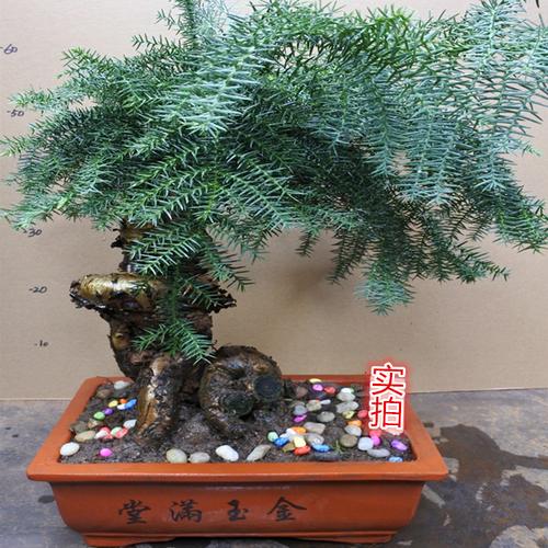 澳洲杉盆景大型室内客厅办公室盆栽四季常青空气净化吸甲醛绿植物