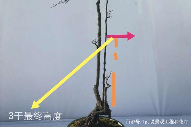 金弹子双干三干盆景,只用4点揭晓答案,这么做轻松造型