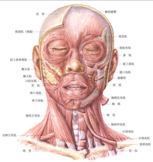 头颈肌 (前面观)