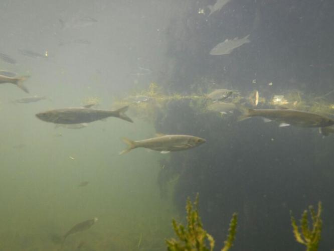 西湖里的浪里白条