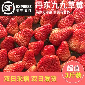 丹东东港马家岗特产99久久九九草莓新鲜现摘现发红颜牛奶草莓空运