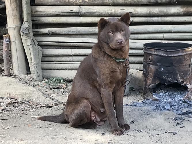 在我们这地区叫它做山牛红,有山牛老黄牛的棕色的,也有是土狗的特点
