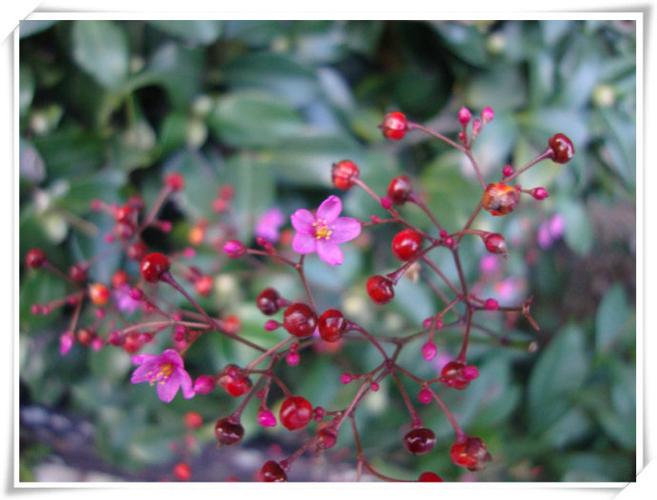 土人参的小花【随记】