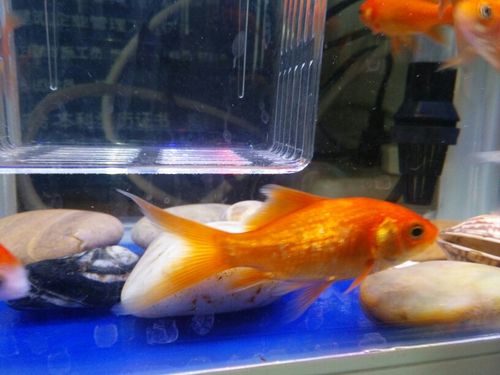 草金怎么分公母