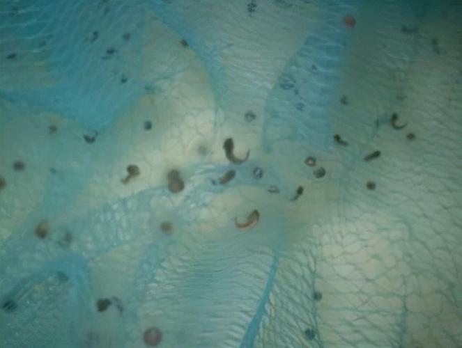 神似"龙"的生物,"六角龙鱼"是什么样的一种存在?合理吗?