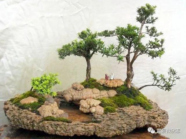 捡一块石头做盆景,返璞归真!