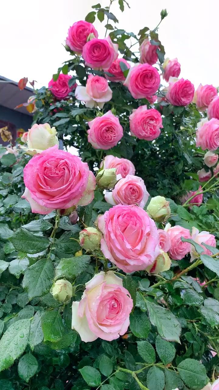 藤本月季粉色龙沙宝石太美了