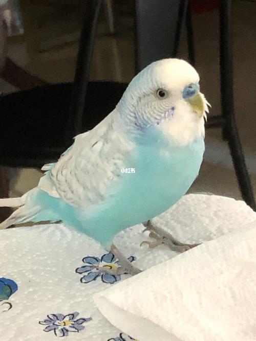 虎皮鹦鹉_鹦鹉_宠物_宠物店_虎皮鹦鹉_宠物_宠物其他