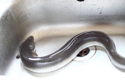 野生鲜活淡水鳗鱼活体鳝鱼白鳝白鳗